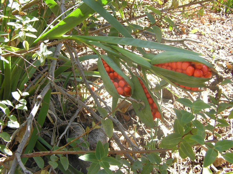 Chamaeiris foetidissima (=Iris foeditissima) / Giaggiolo puzzolente